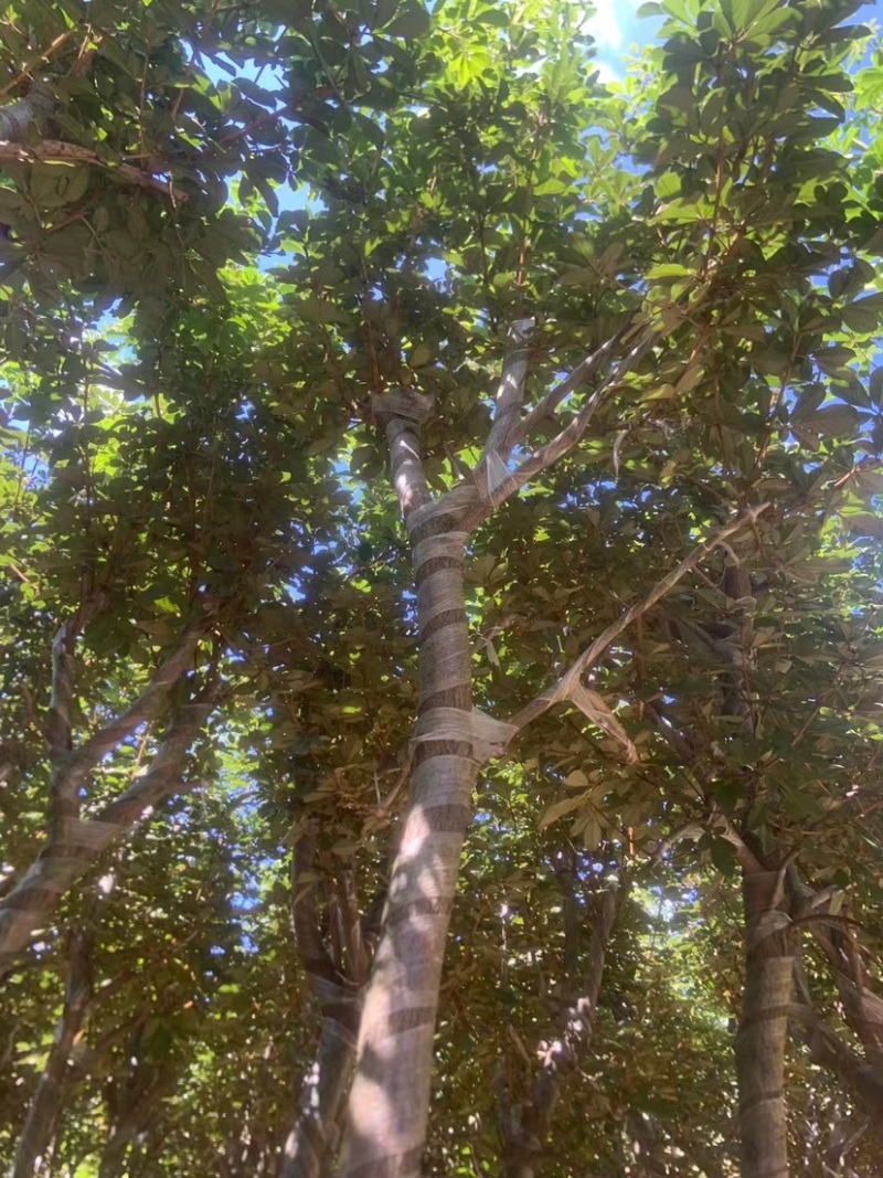 黄花风铃木