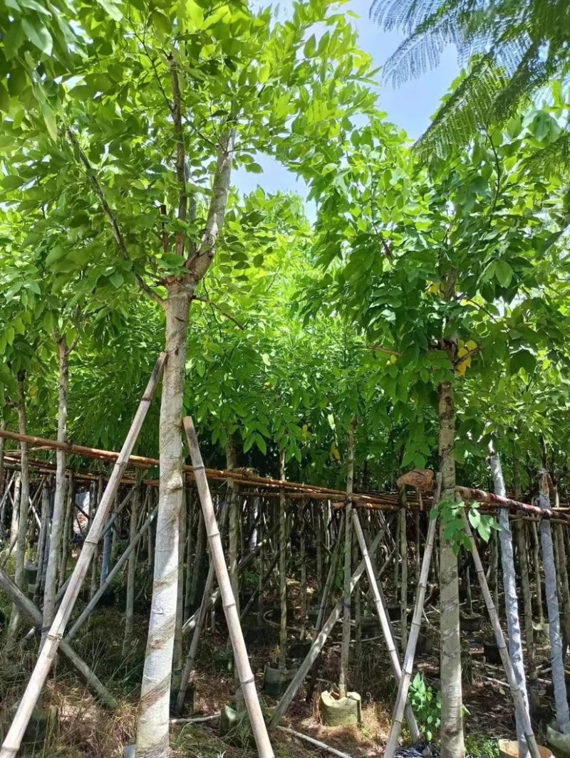 腊肠树