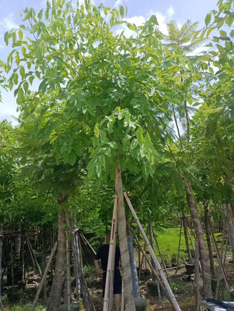 腊肠树