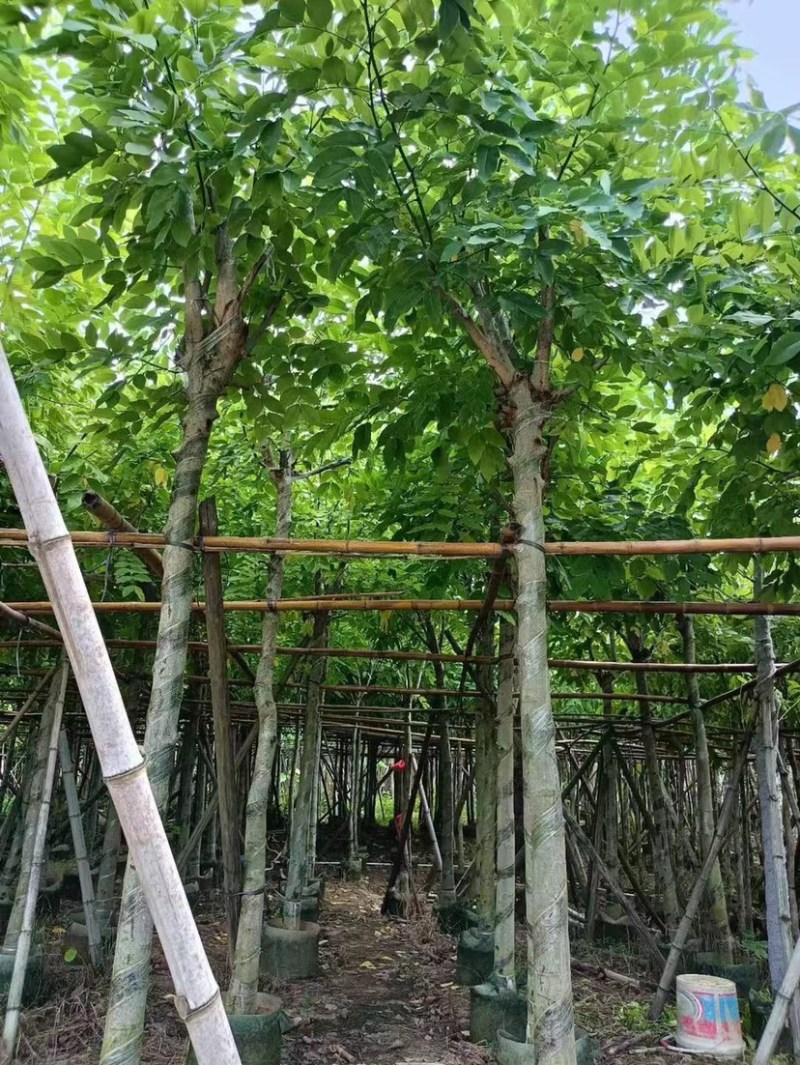 腊肠树