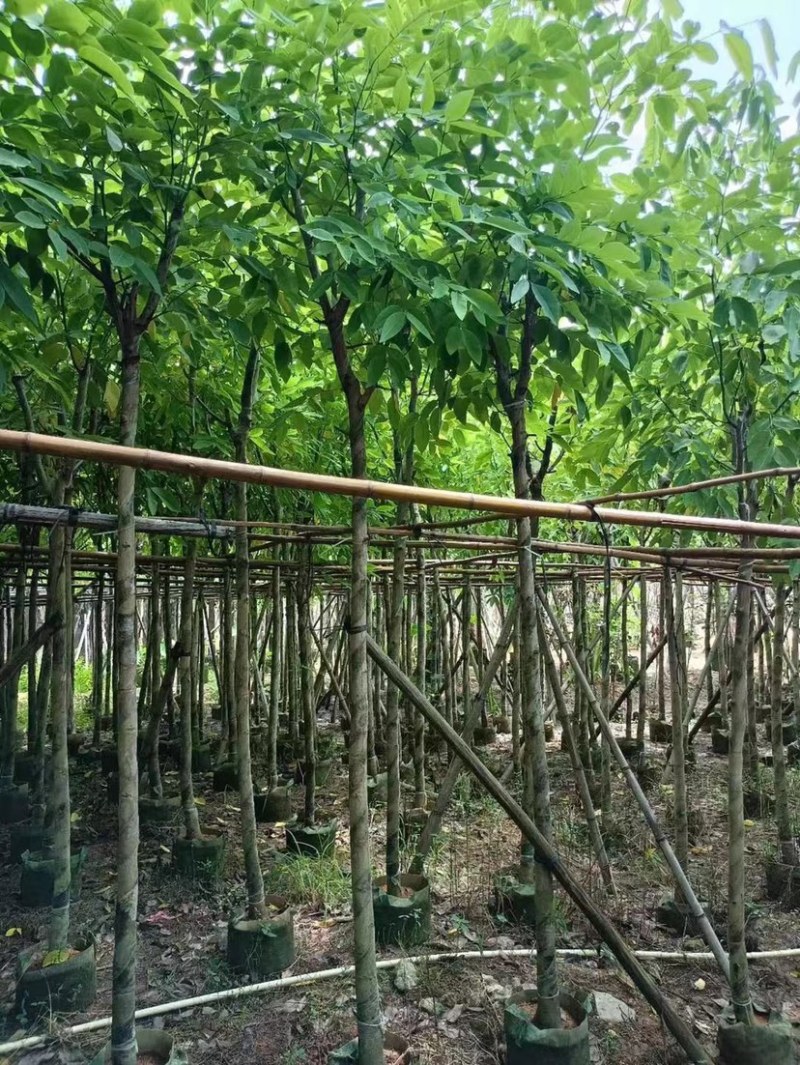 腊肠树