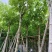 腊肠树