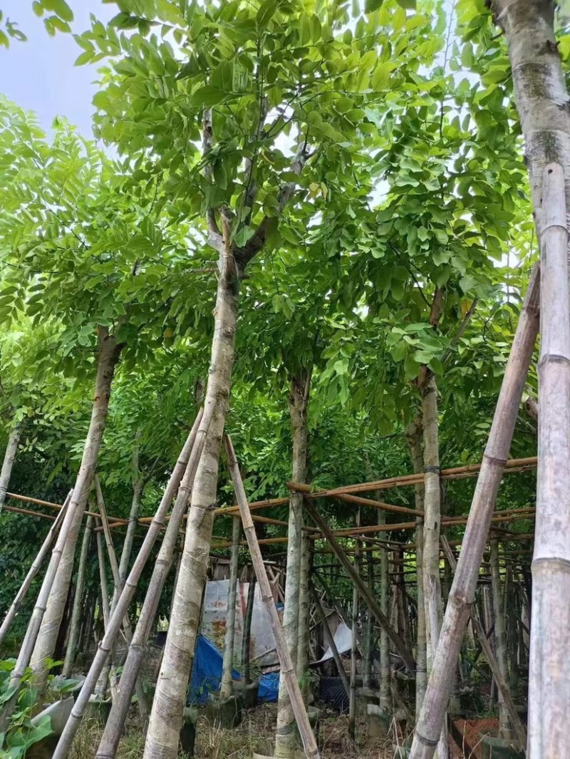 腊肠树