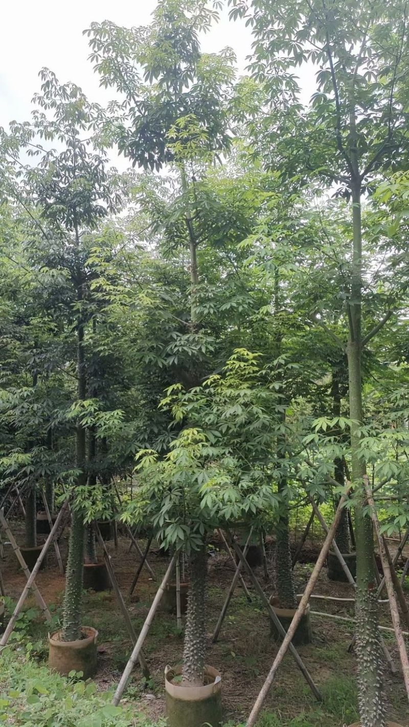 美人树