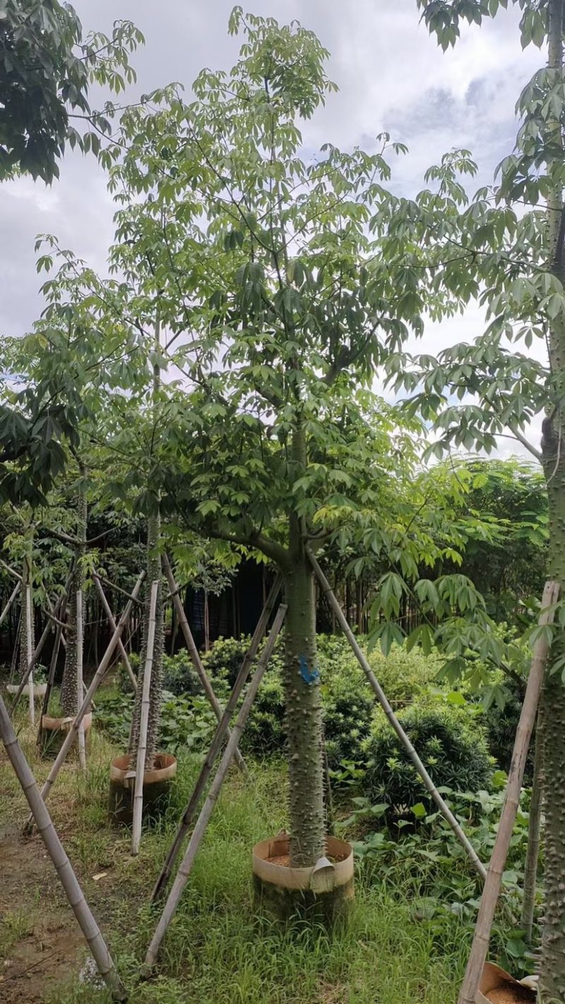 美人树