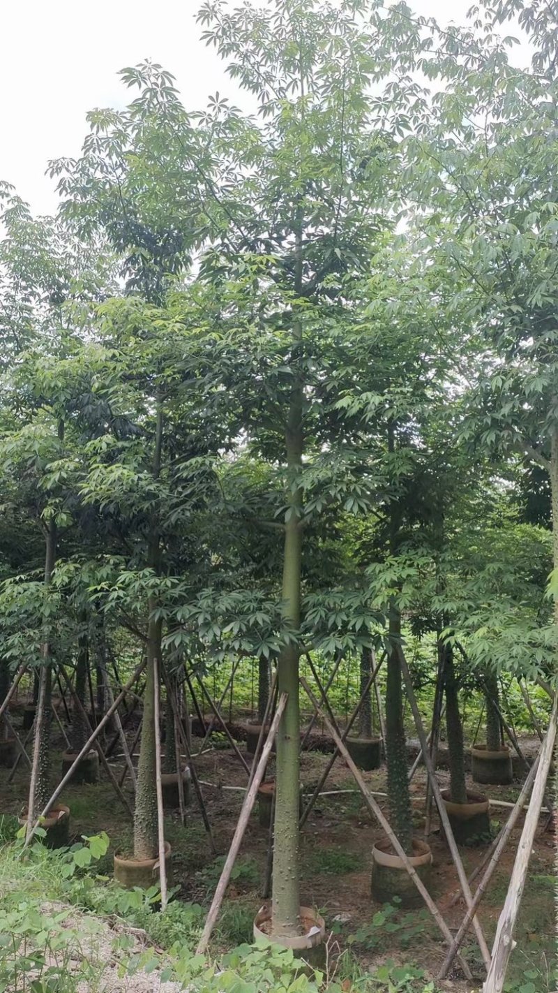 美人树