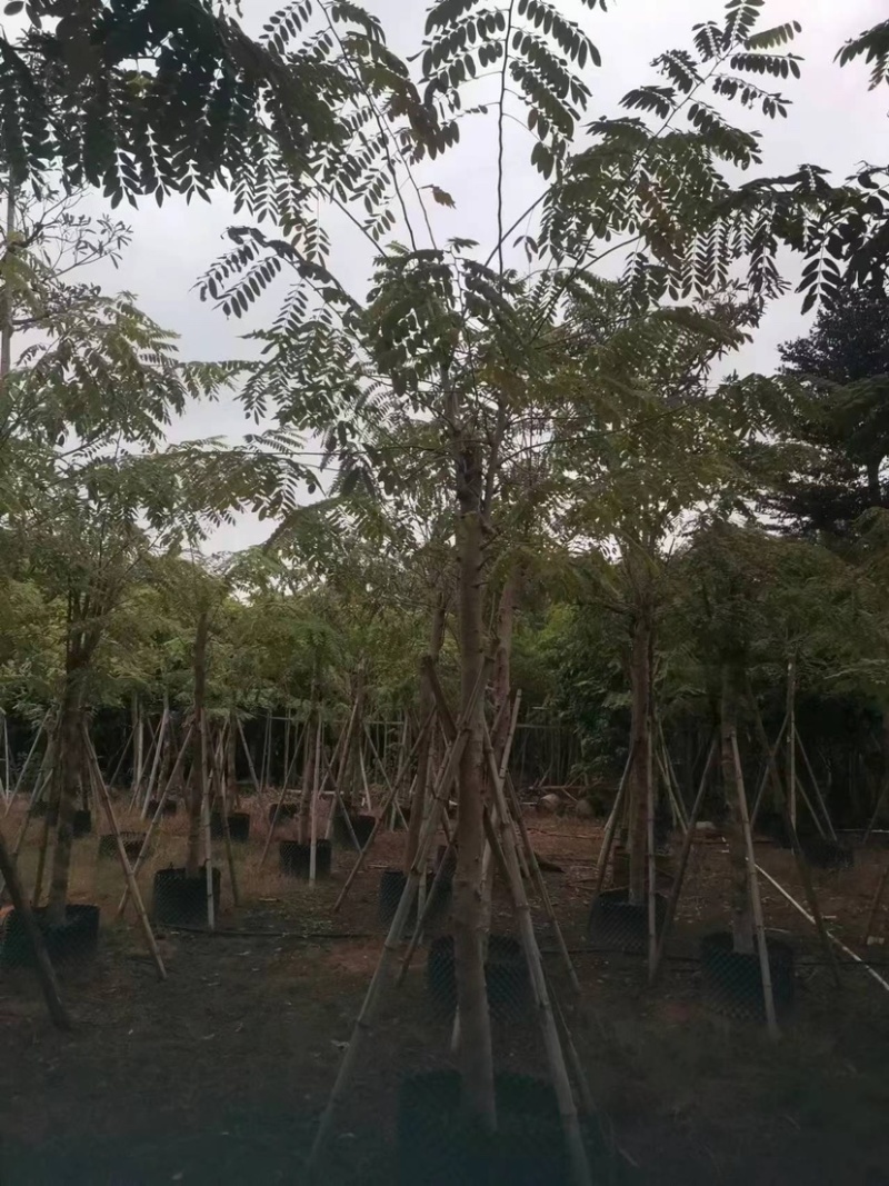 花旗木