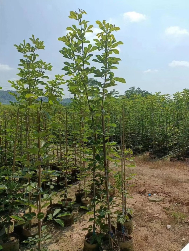 黄花风铃木