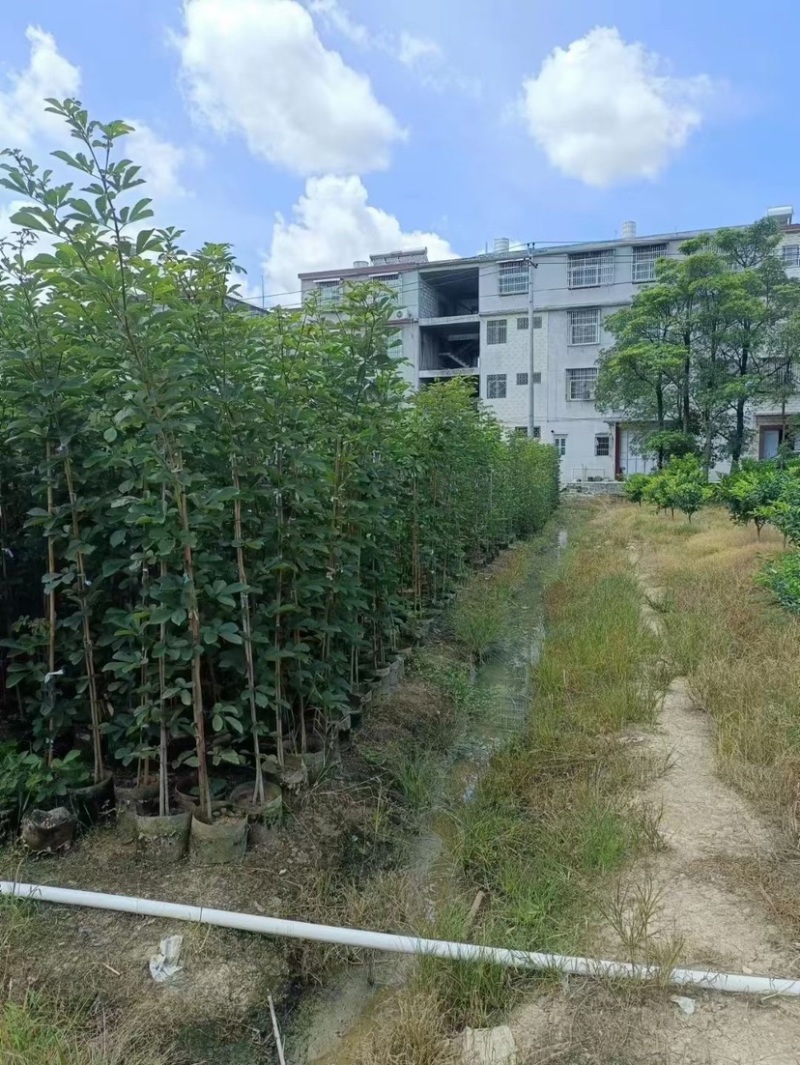 黄花风铃木