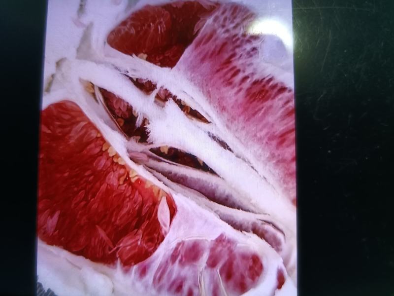 红肉蜜柚