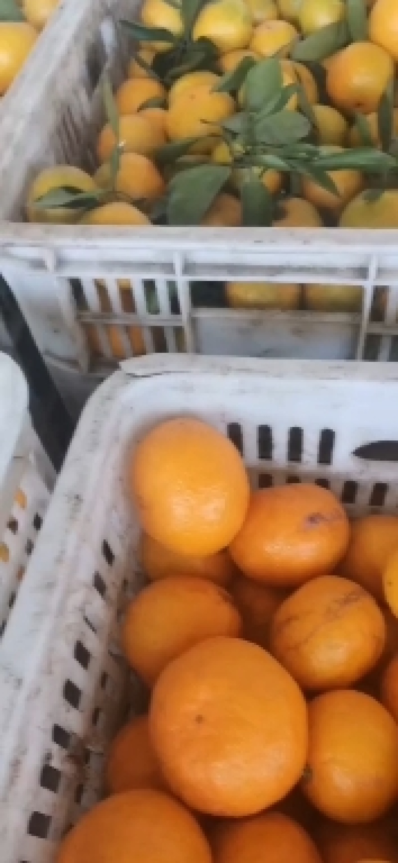 湖南澧县柳荷尔脐橙，唐橙，果实漂亮，水份足，口感较甜