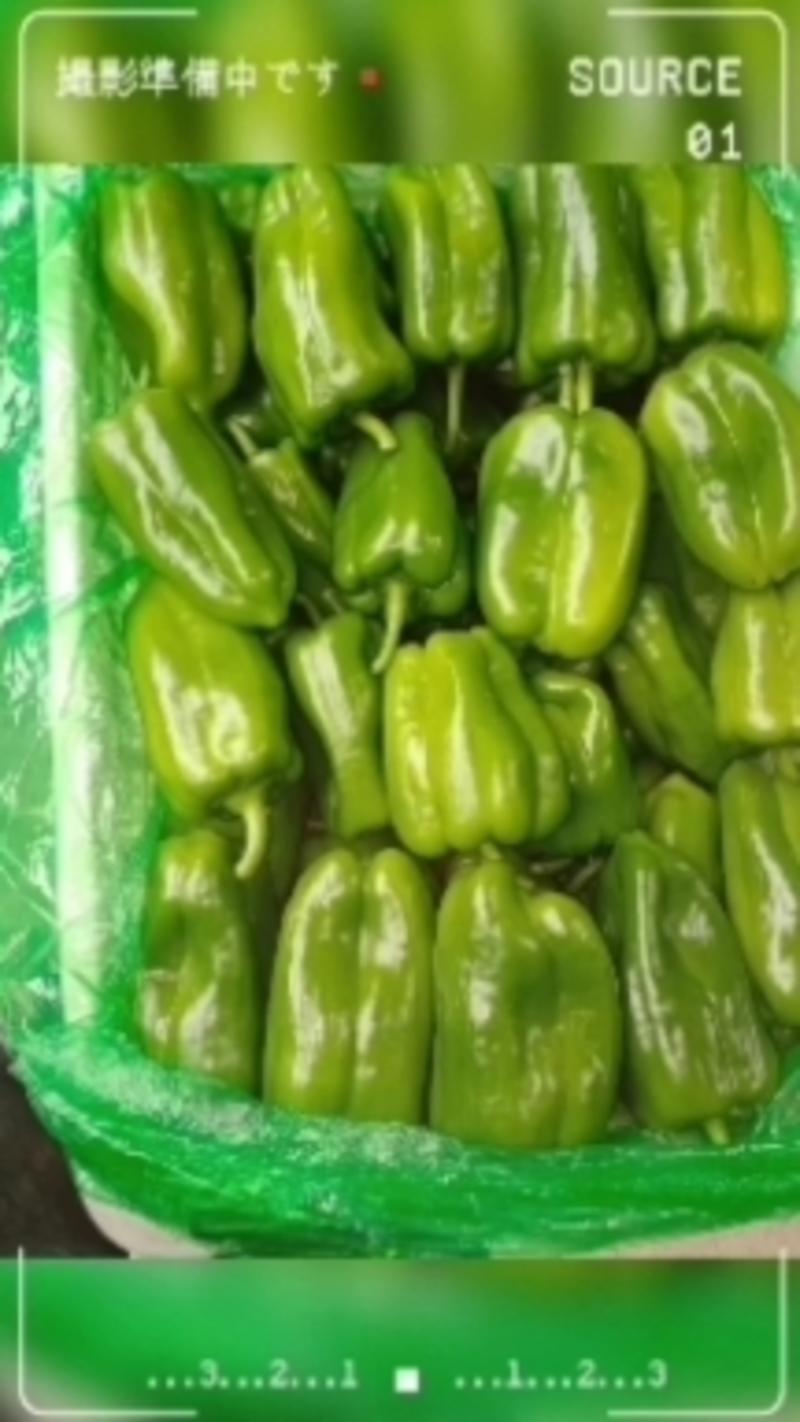 原产地直发货源充足太空椒各种尖椒芸豆五彩椒大量上市中！