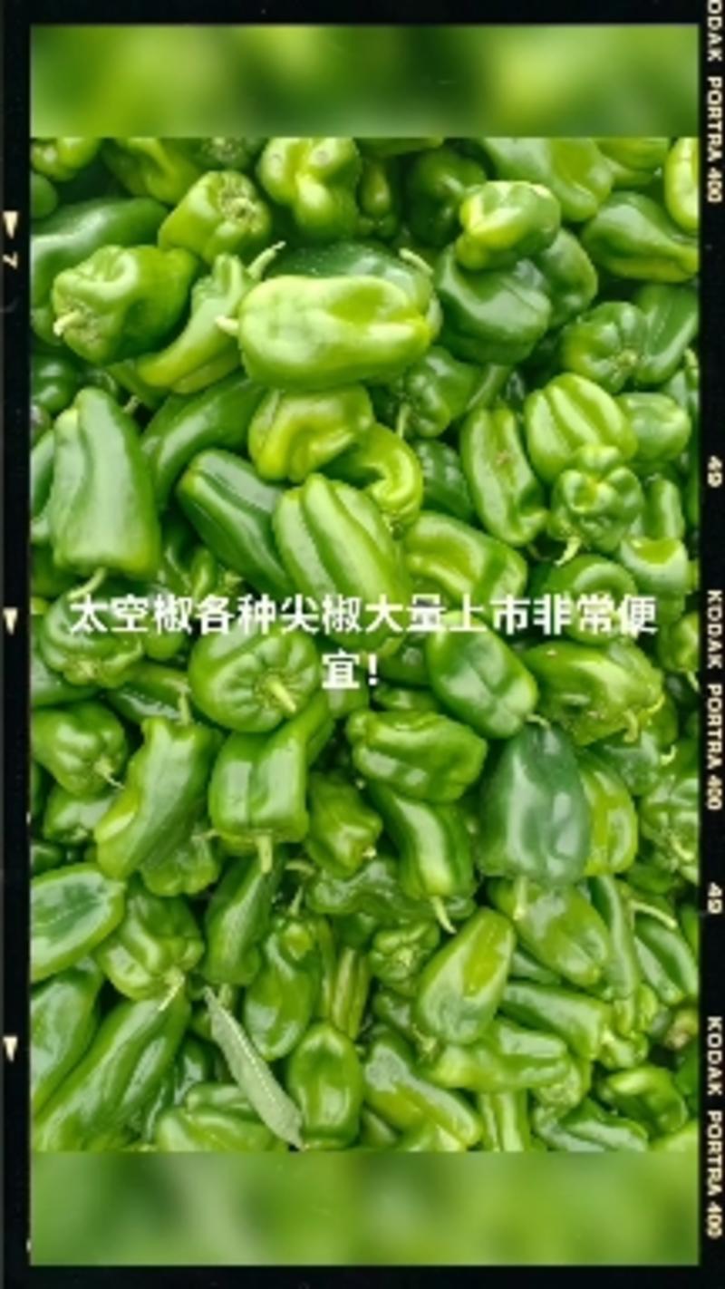 原产地直发货源充足太空椒各种尖椒芸豆五彩椒大量上市中！