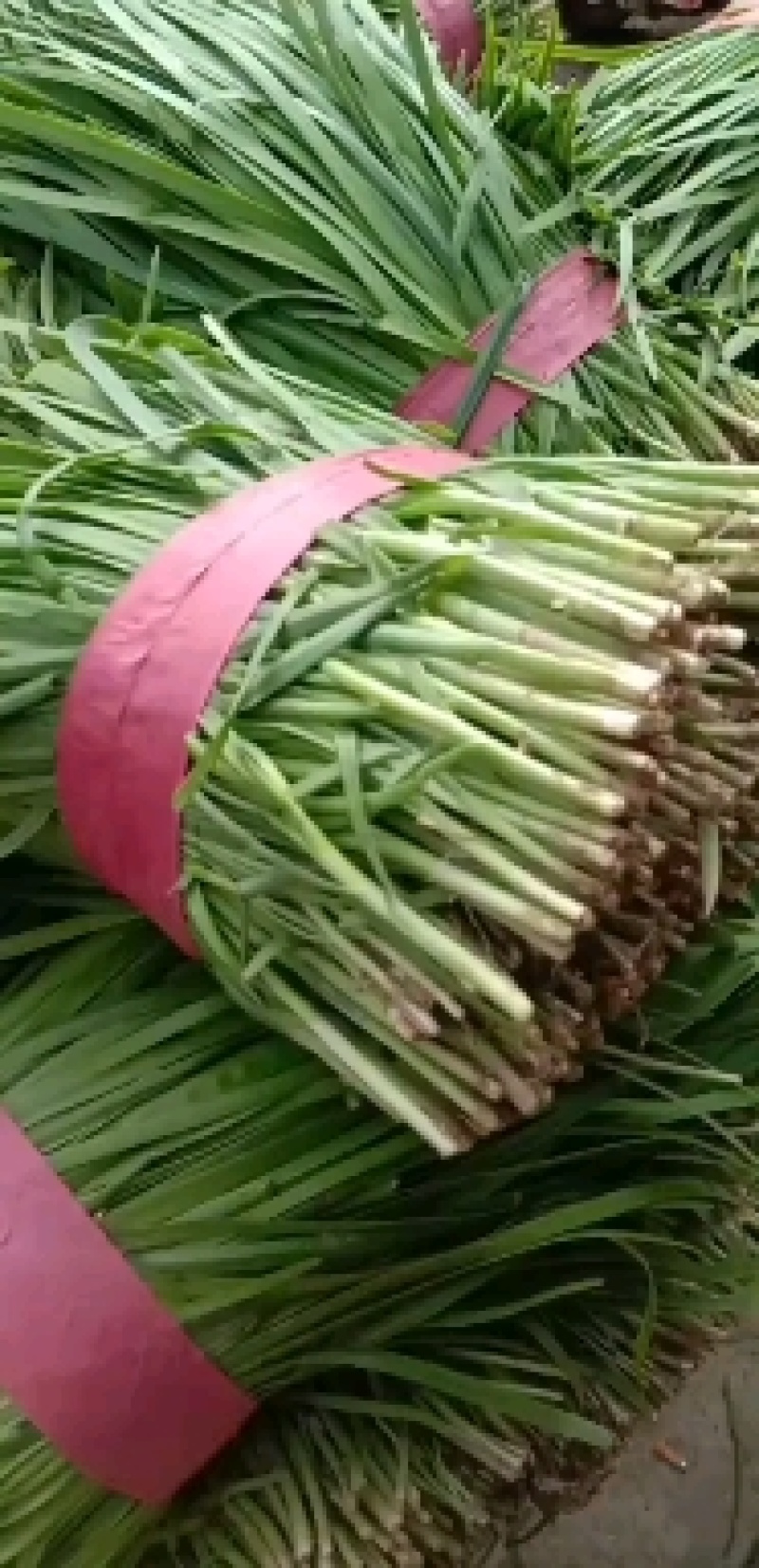 陆地头茬韭菜粗跟，宽叶面，做工精细，欢迎致电