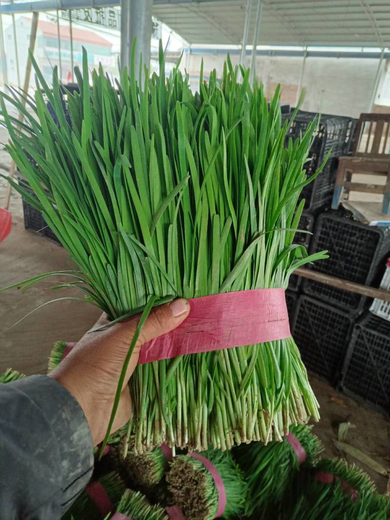 陆地头茬韭菜粗跟，宽叶面，做工精细，欢迎致电
