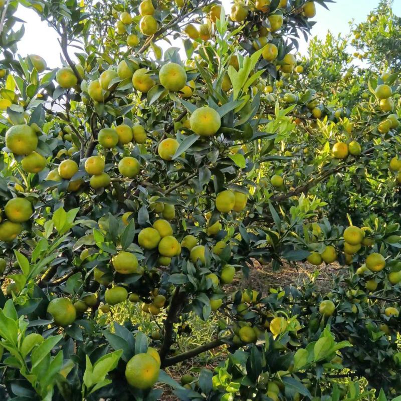 【热卖蜜橘】精品蜜橘果型好甜度高水分足量大产地直发