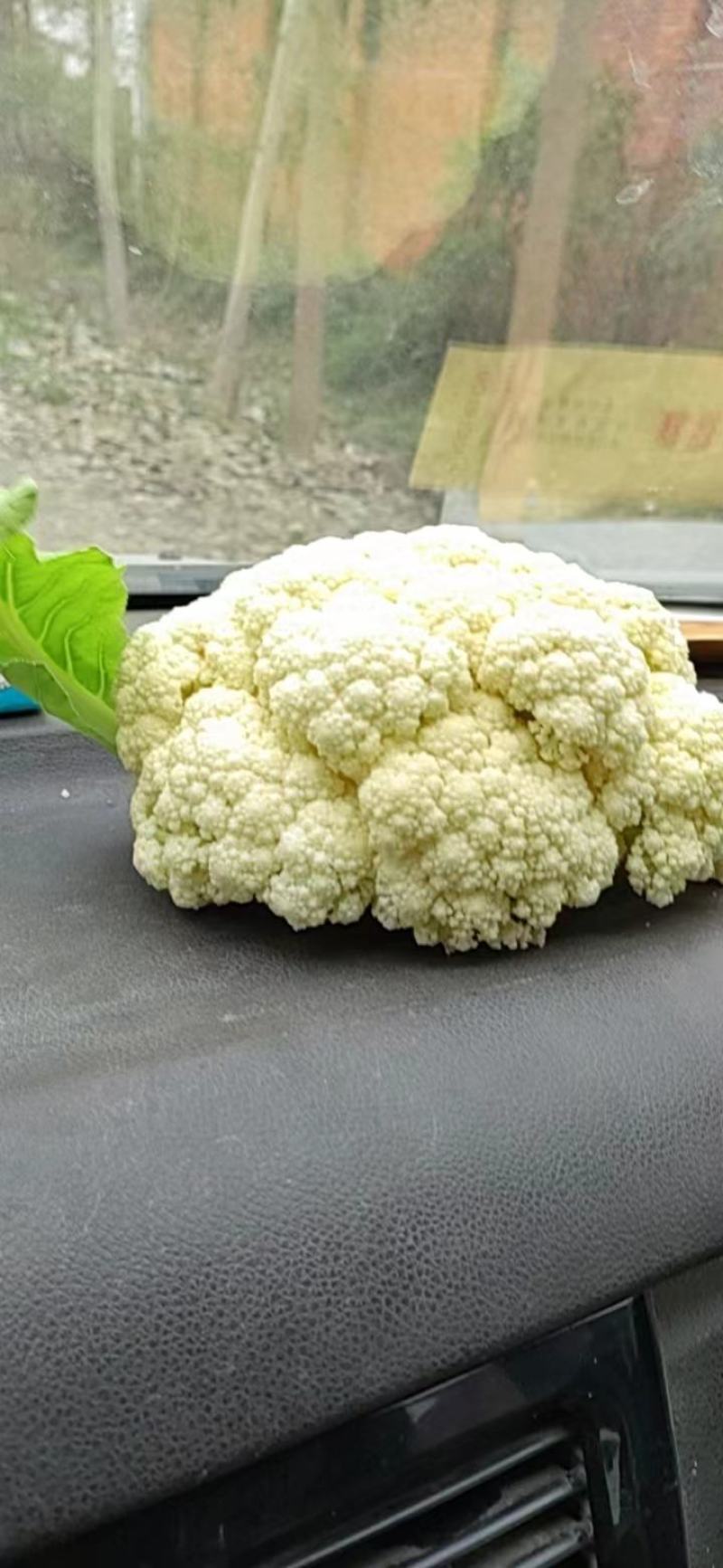 精品菜花大量上市产地直发欢迎选购