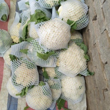 精品菜花大量上市产地直发欢迎选购