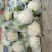 精品菜花大量上市产地直发欢迎选购