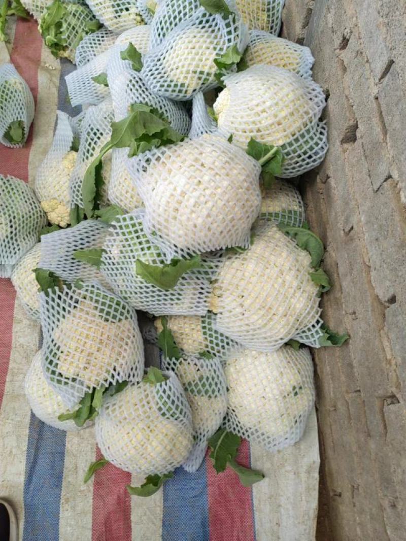 精品菜花大量上市产地直发欢迎选购