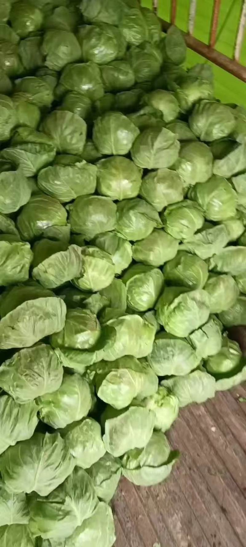 【甘蓝】陕西精品中甘大量供应一手货源规格齐全可视频看货