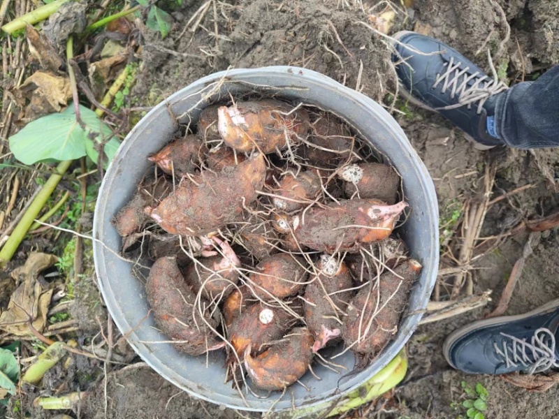 【红芽芋】芋头批发浙江衢州基地直供一手货源大量供应中