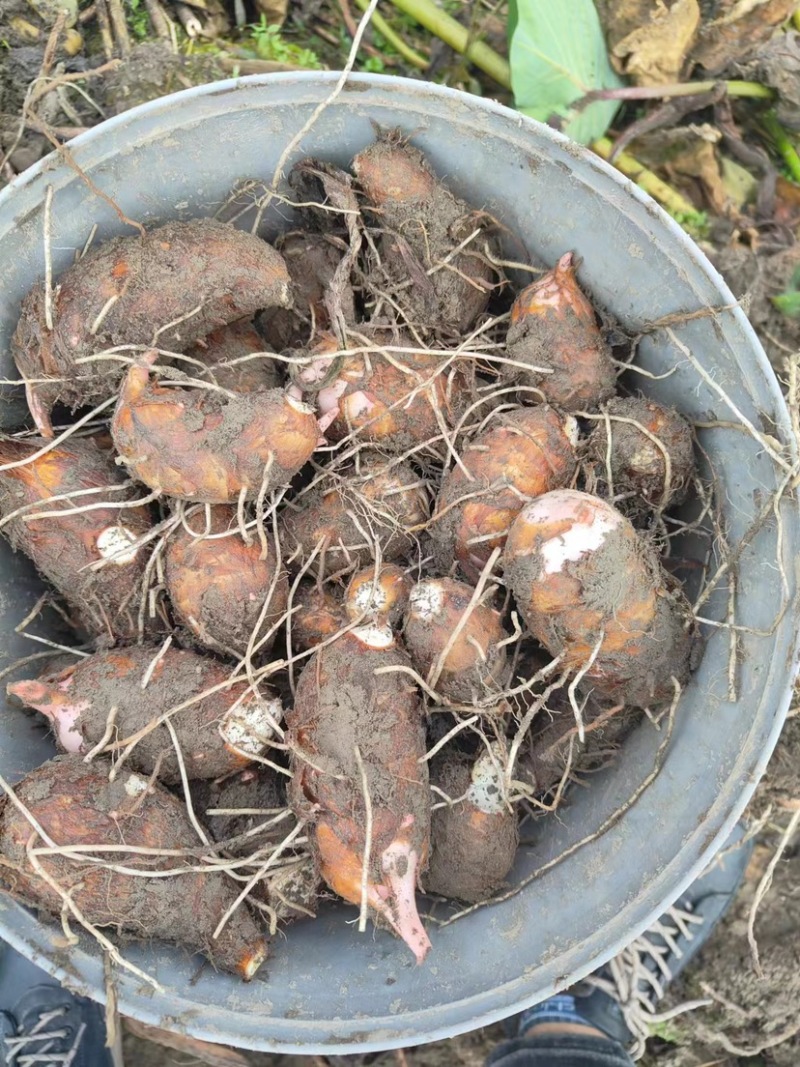 【红芽芋】芋头批发浙江衢州基地直供一手货源大量供应中