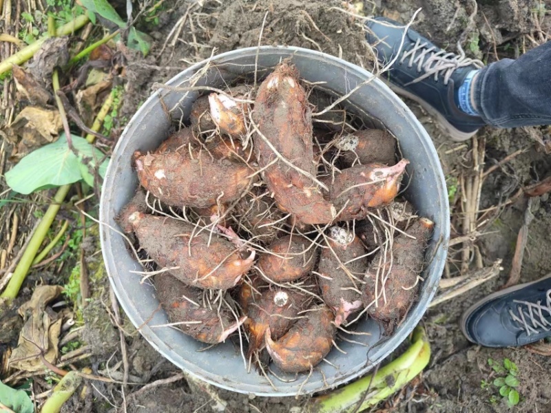 【红芽芋】芋头批发浙江衢州基地直供一手货源大量供应中