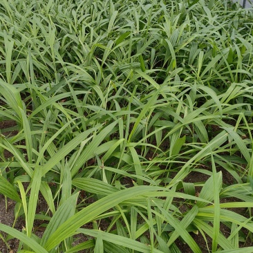 四川达州宣汉专业紫花宽叶白芨训话苗子