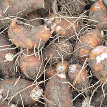 浙江精品红芽芋大量上市中一手货源诚信第一品质保证