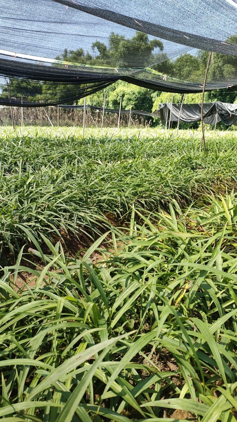 四川达州宣汉专业紫花宽叶白芨训话苗子