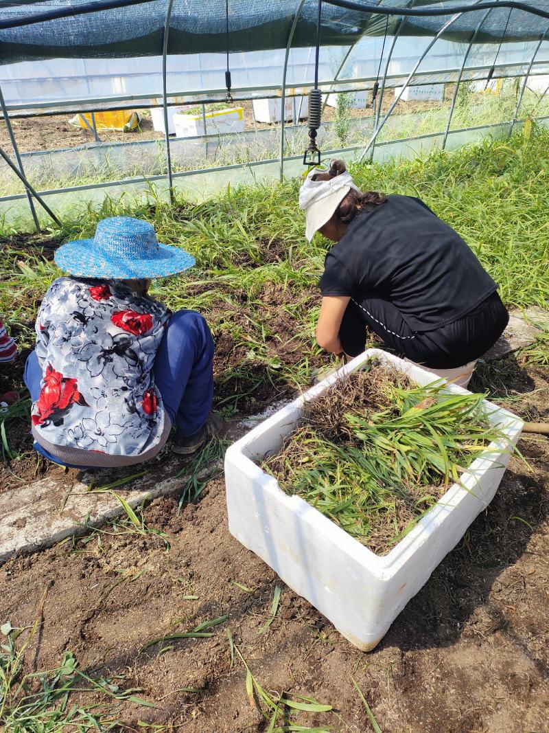 四川达州宣汉专业紫花宽叶白芨训话苗子