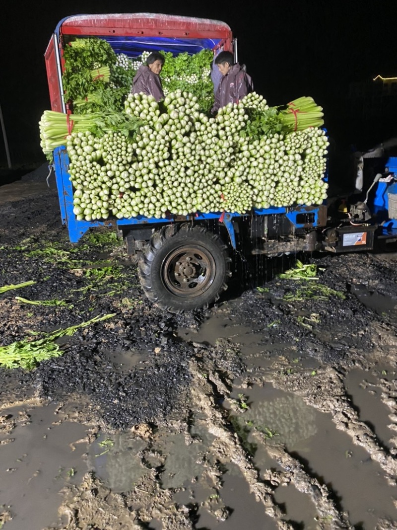 夏邑西芹，芹菜主产区万亩蔬菜大棚规格齐全一手货源