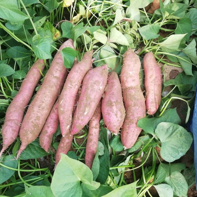 【精品】秦薯5号板栗红薯有需致电发往全国可视频实地看货