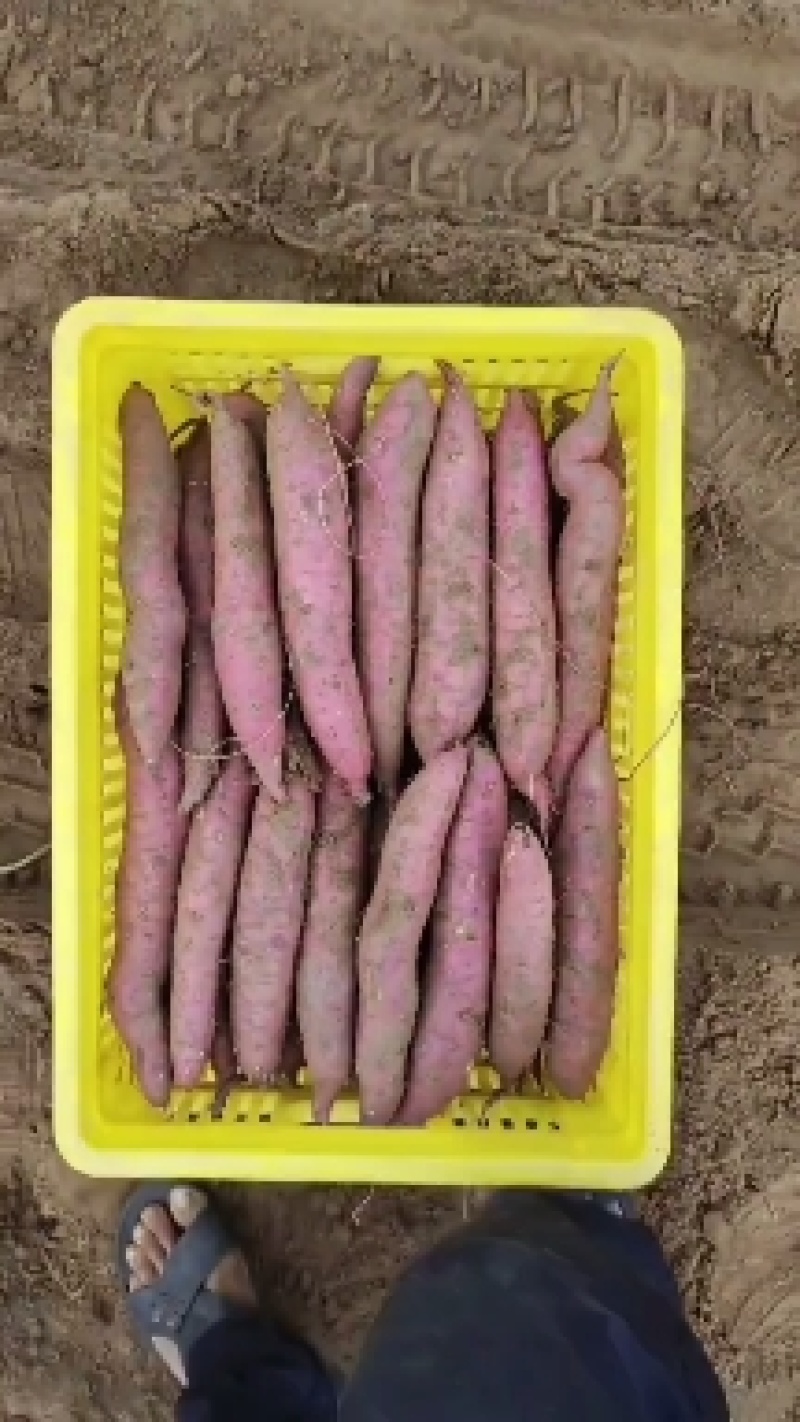 【精品】秦薯5号板栗红薯有需致电发往全国可视频实地看货