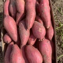 西瓜红红薯无沟无眼商品薯脱毒原种种薯红皮红心蜜薯