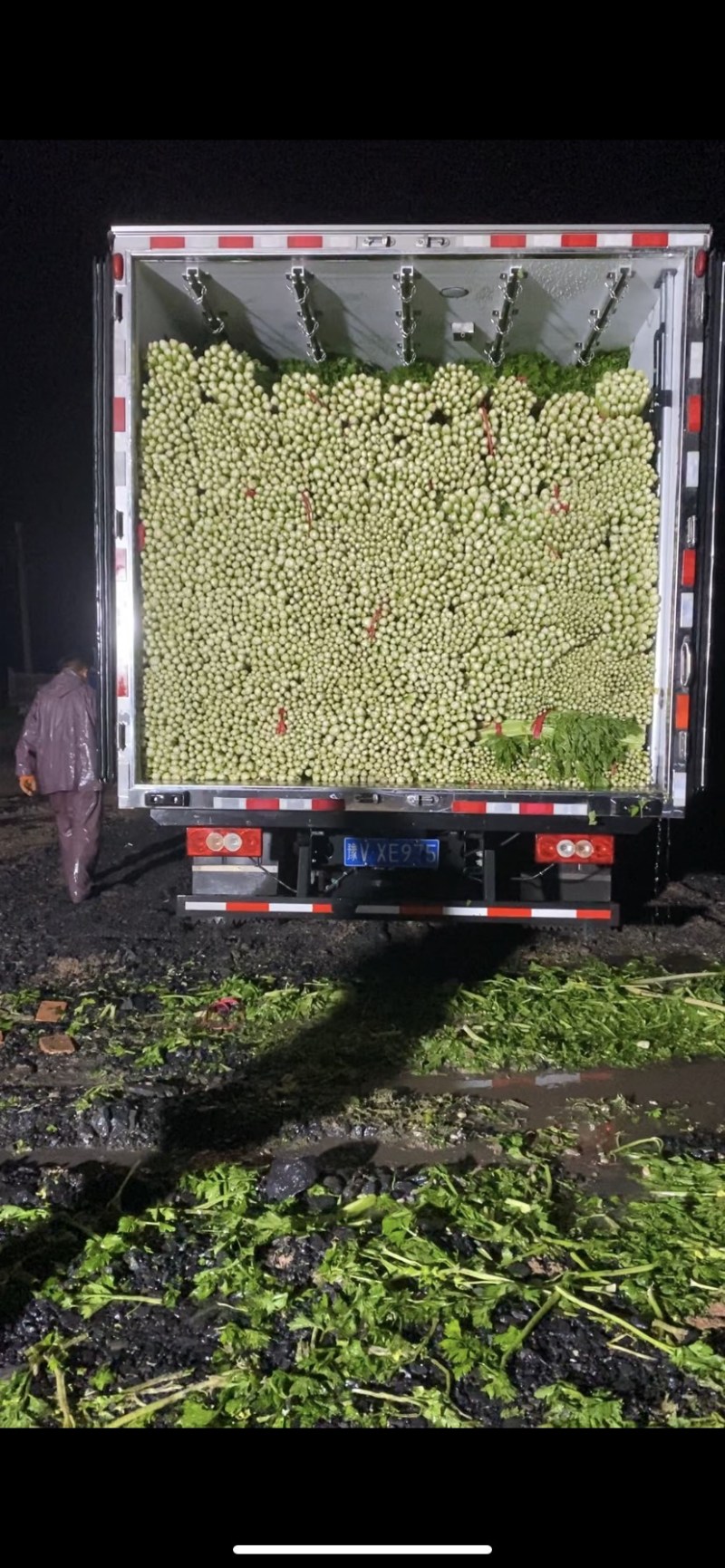 河南芹菜西芹万亩蔬菜大棚基地规格齐全全天供应