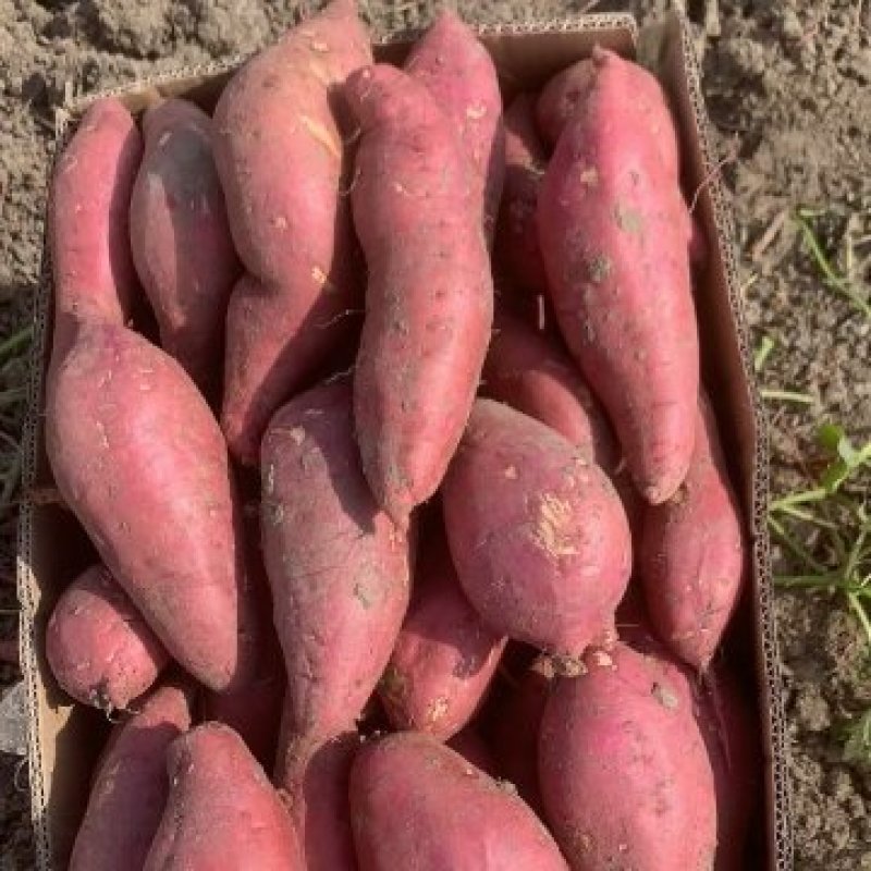 西瓜红红薯无沟无眼商品薯脱毒原种种薯红皮红心蜜薯