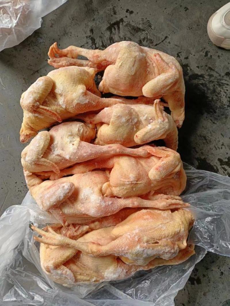 二级三黄鸡