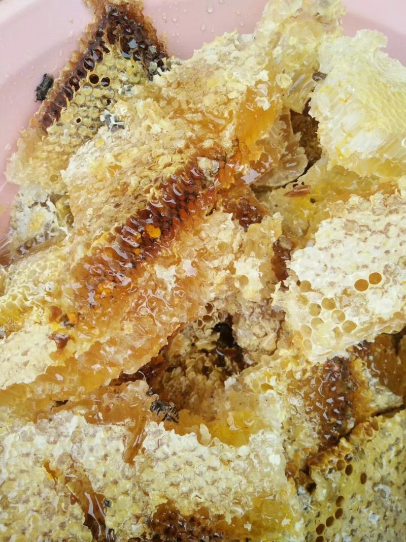 大凉山中华蜜