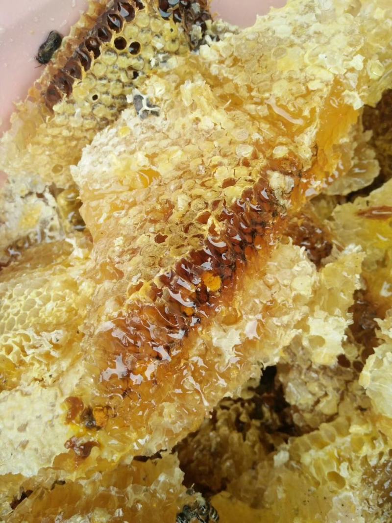 大凉山中华蜜