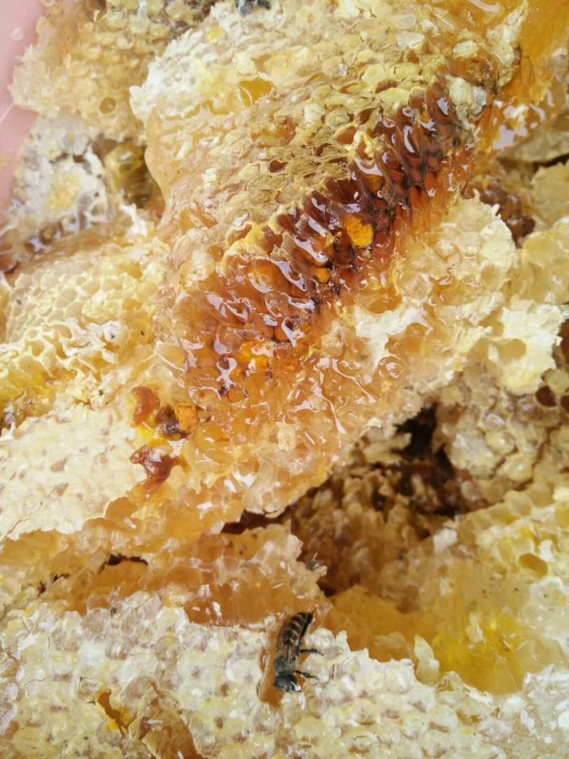 大凉山中华蜜