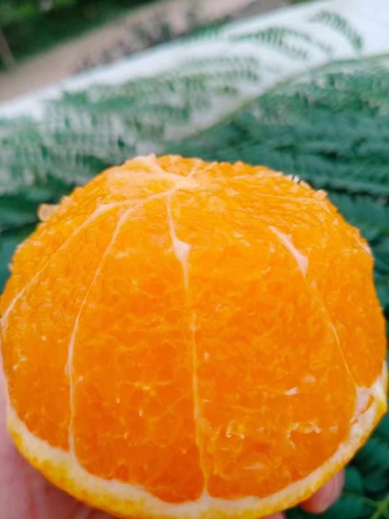 优质爱媛果冻橙，大量上市，颜色火红，味道纯甜，一手货源
