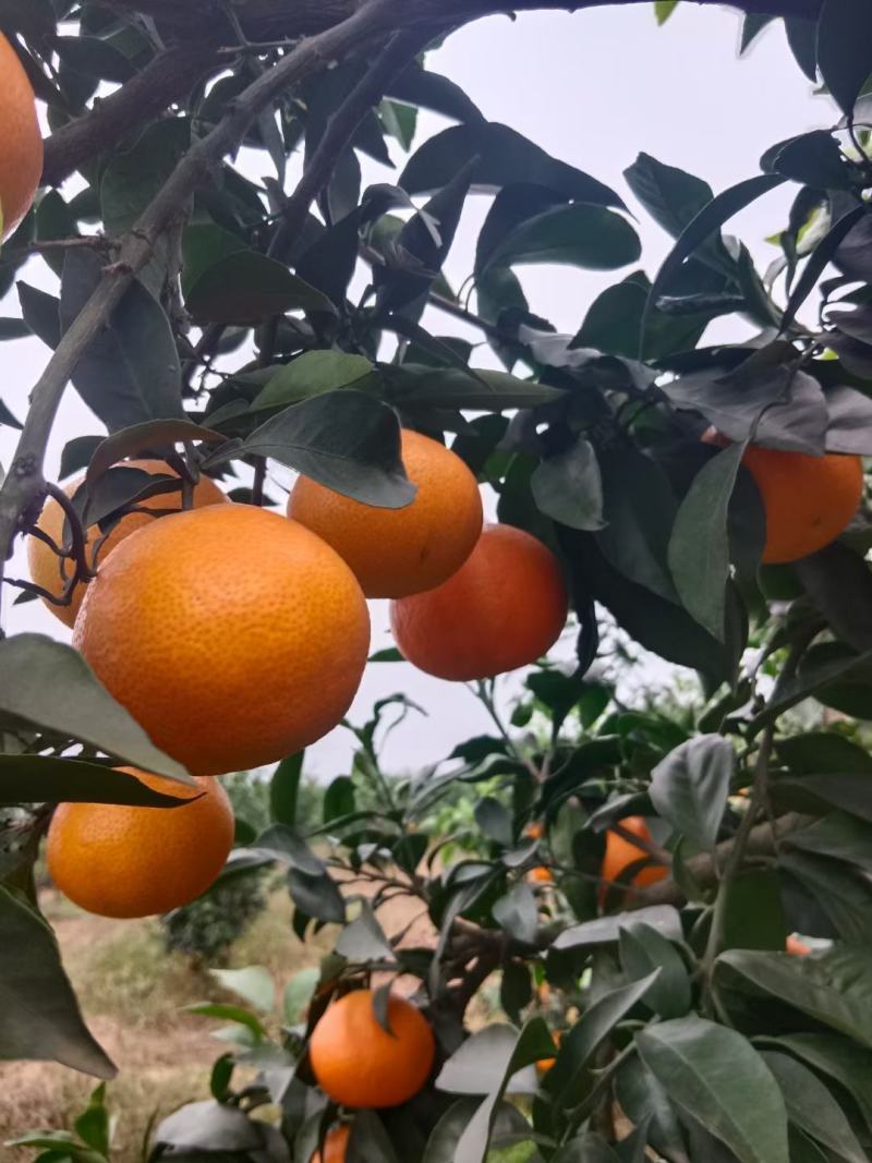 优质爱媛果冻橙，大量上市，颜色火红，味道纯甜，一手货源