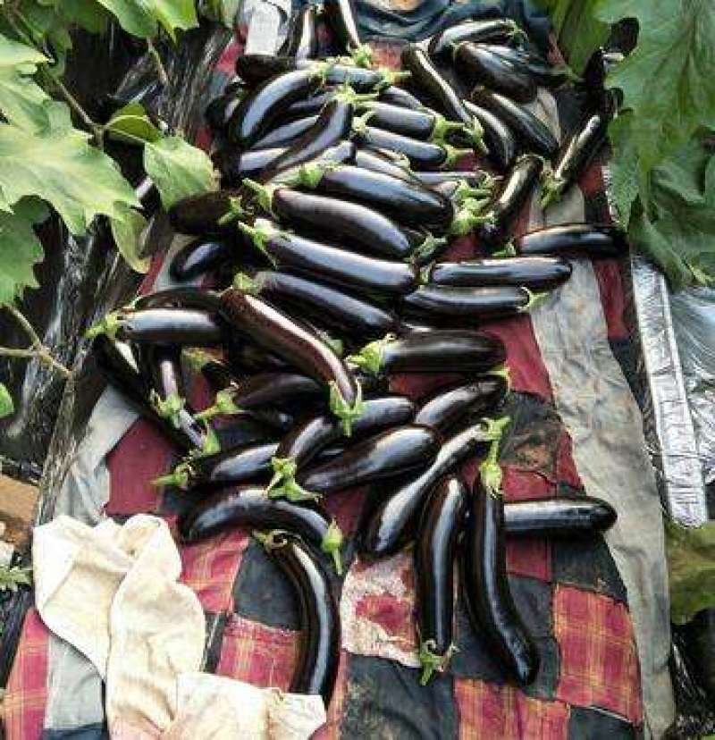 《实力》万亩微室精品长茄基地现摘现发商超现采一手货源