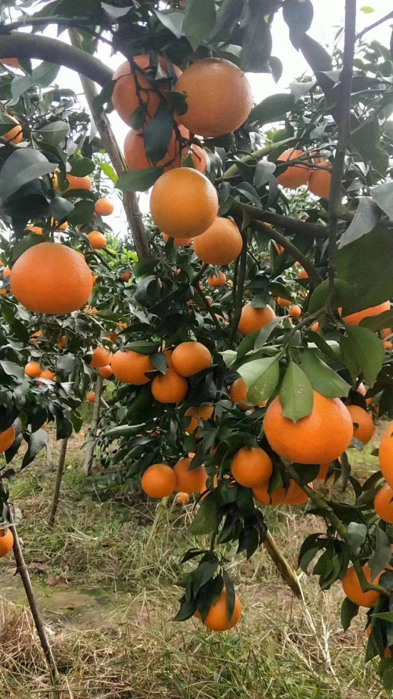 爱媛38号，爱媛橙果冻橙，大量上市，颜色火红，一手货源
