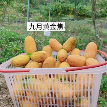 九月黄金蕉苗改良高产九月黄苗