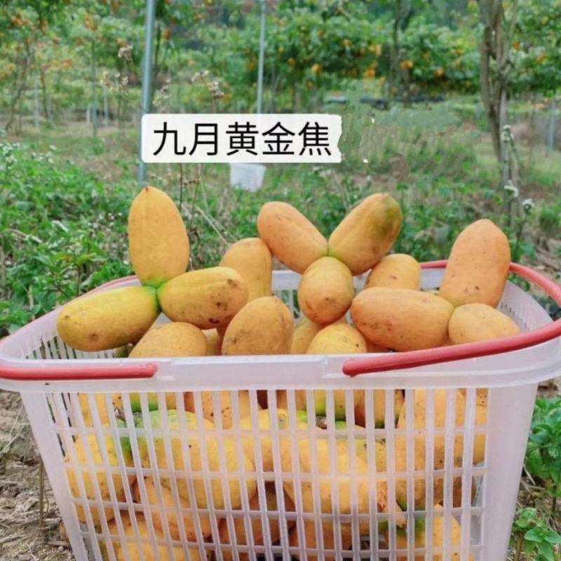 九月黄金蕉苗改良高产九月黄苗