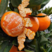 【推荐】常德柑橘，正在上市，国庆一号，个头均匀，咨询优惠