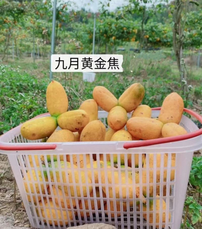 九月黄金蕉苗改良高产九月黄苗